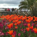 Spring tulips in Torquay