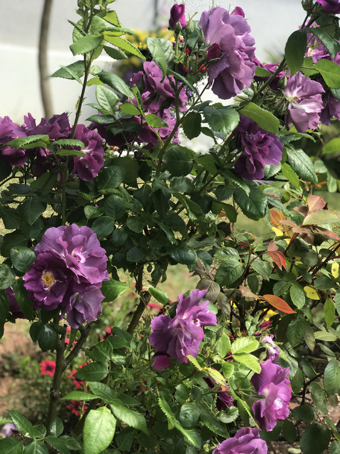 Somerville Torquay garden, summer 2020