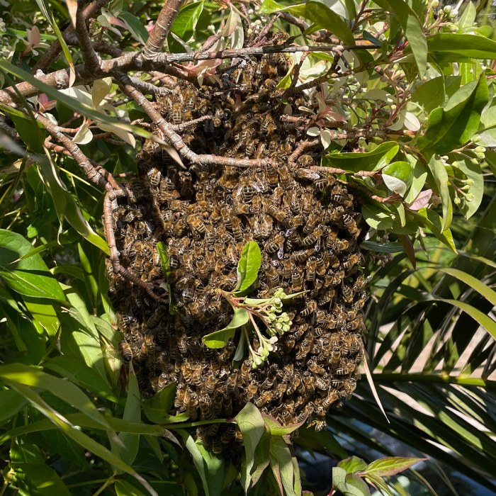 A bee swarm