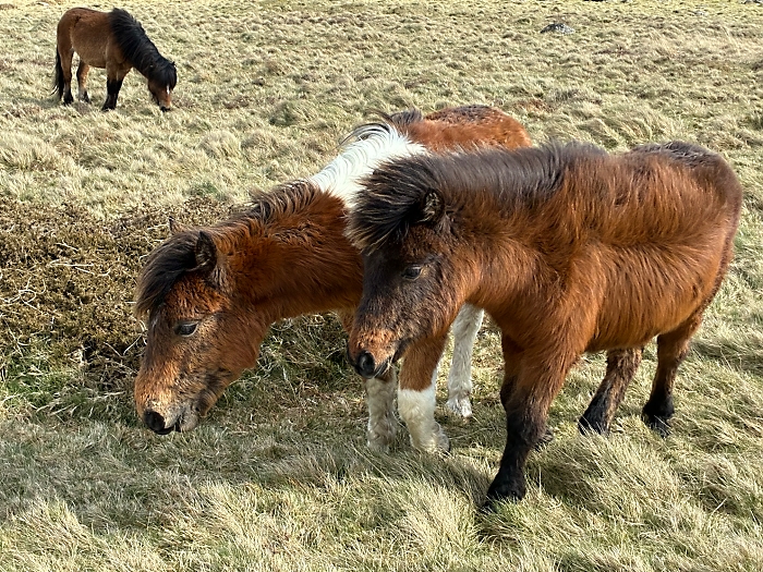 Dartmoor Ponies